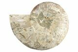 Cut & Polished Ammonite Fossil (Half) - Madagascar #191565-1